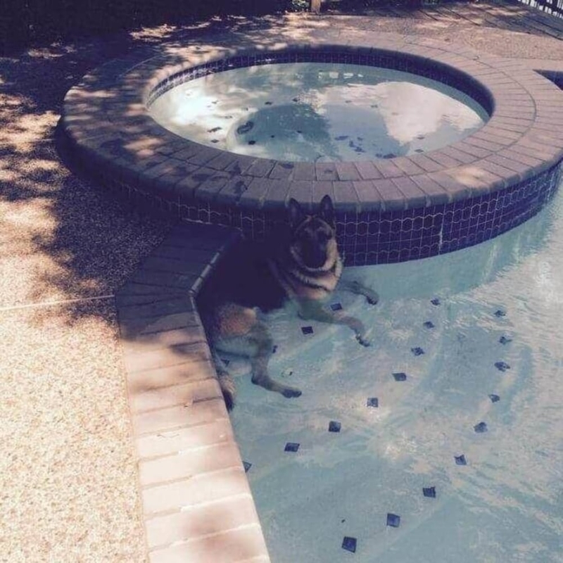 Just Chillin' In The Pool | Imgur.com/y405w2k