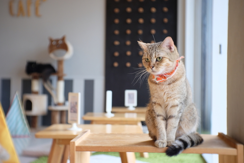 Café y un gato | Shutterstock