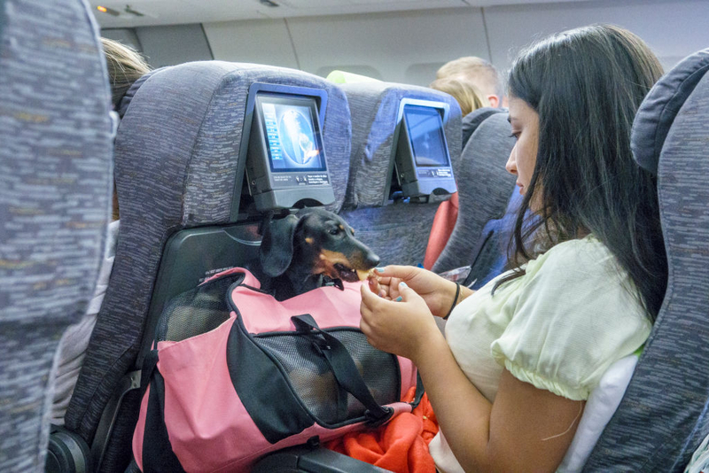La mascota perfecta para el avión | Getty Images Photo by Jeffrey Greenberg/Universal Images Group