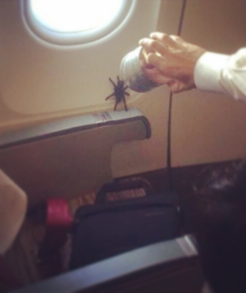 Arañas en el vuelo | Instagram/@passengershaming