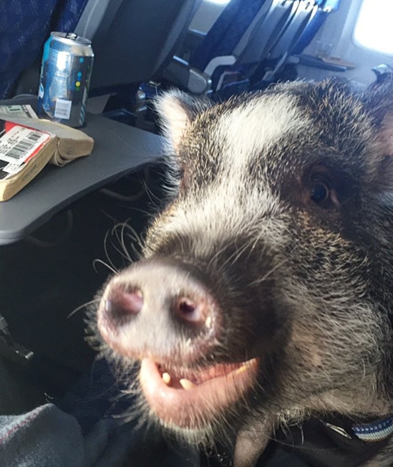 Los cerdos si vuelan | Instagram/@hamlet_the_beach_hog