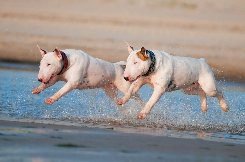 Bull Terrier | otsphoto/Shutterstock