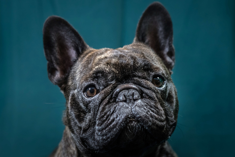 Bulldog Francês | Getty Images Photo by Matt Cardy