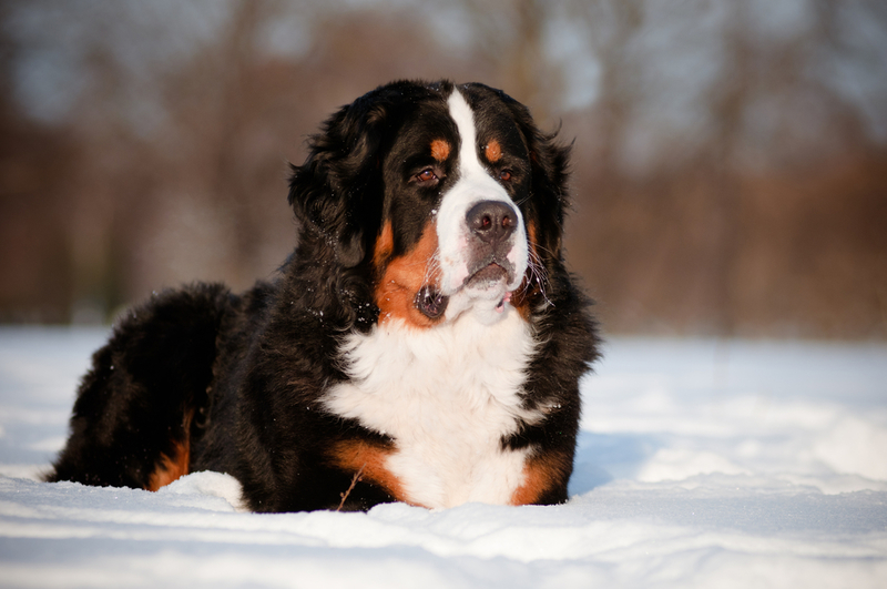 Bernese Mountain Dog | otsphoto/Shutterstock 