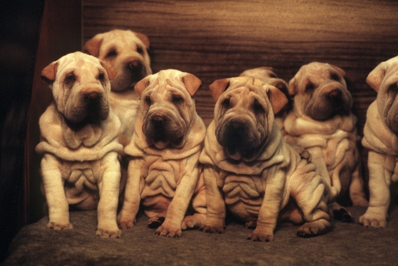 Shar-Pei | Getty Images Photo by Werner Baum/picture alliance