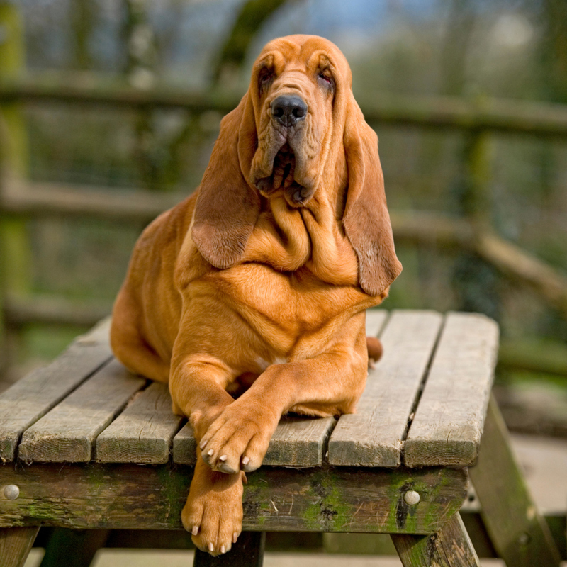 Bloodhounds | Alamy Stock Photo by Farlap