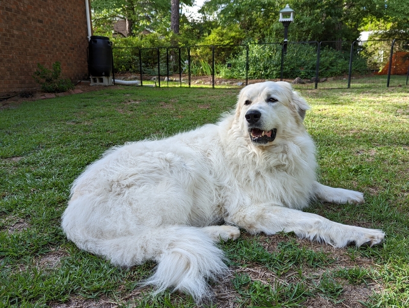 Cão De Montanha Dos Pirenéus | Sierra Tango/Shutterstock 