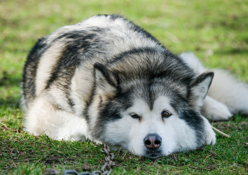 Malamute-do-alasca | Getty Images Photo by Ian Forsyth