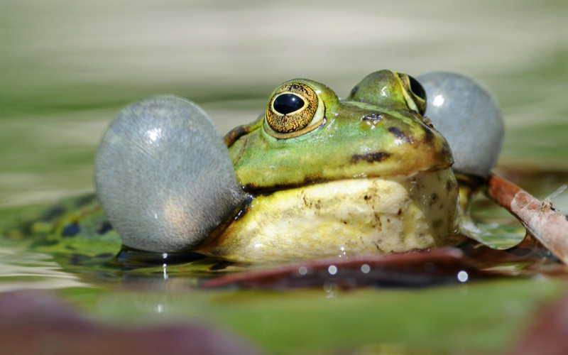 Frogs Can Help Predict the Weather | Alamy Stock Photo by Panther Media GmbH/Burkhard