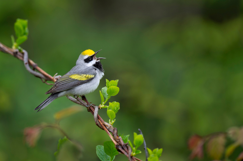 If All Golden-Winged Warblers Disappear, a Storm Is Coming | Shutterstock