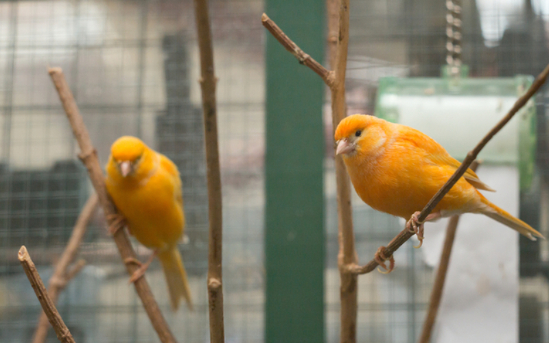Ecosystem Canaries Warn About an Ecosystem’s Collapse | Shutterstock