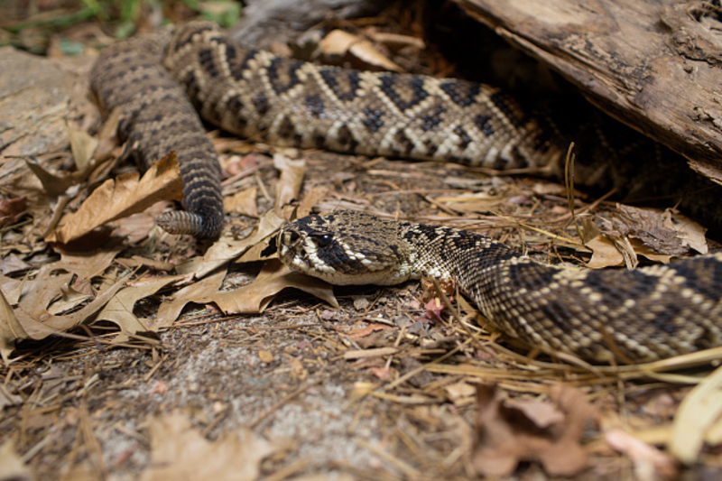 Rattlesnakes Will Let You Know When They’re Angry | Getty Images Photo by Andrew Lichtenstein/Corbis 