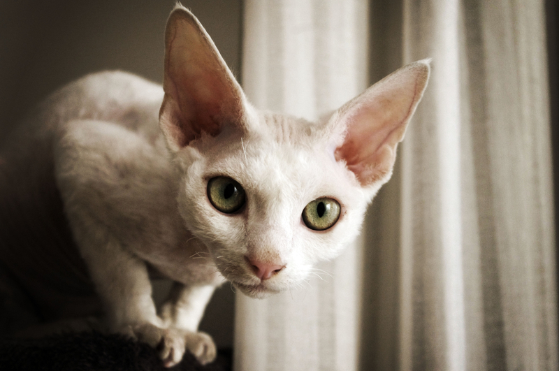 A Curly-Haired Kitty With Big Ears | Getty Images Photo by Troydays