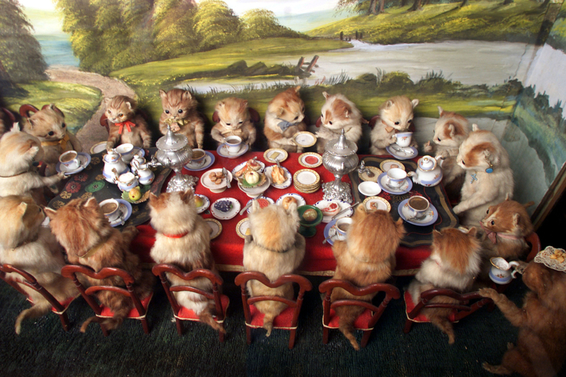 Kitten Parties | Alamy Stock Photo