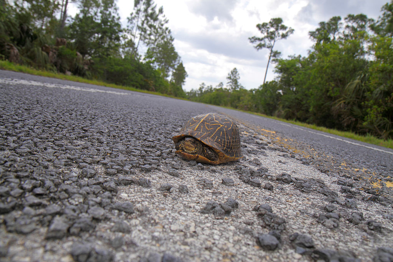 Eastern Box Turtle | Getty Images Photo by Jeffrey Greenberg/Universal Images Group