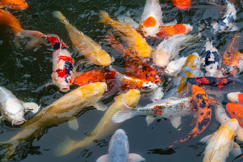 Koi Fish | Getty Images Photo by John S Lander/LightRocket