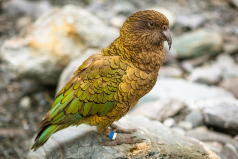 Kakapo | Getty Images Photo by Anthoptic