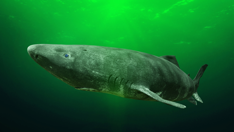 Greenland Shark | Shutterstock
