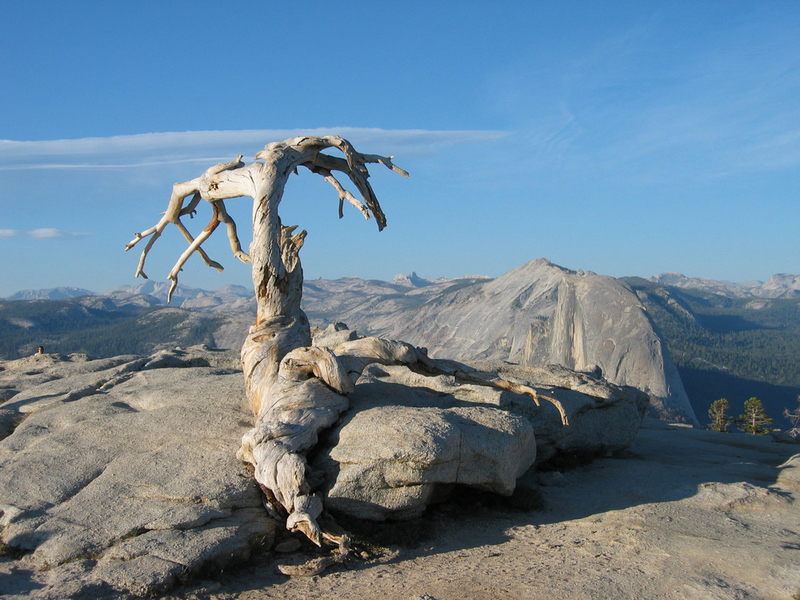 Yosemite’s Jeffery Pine | Christophe Testi/Shutterstock