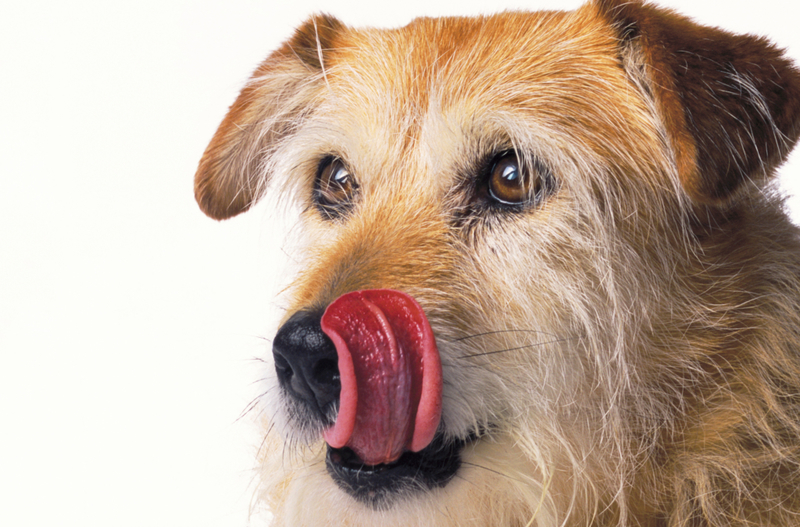 Licking Lips | Getty Images Photo by Peter Dazeley