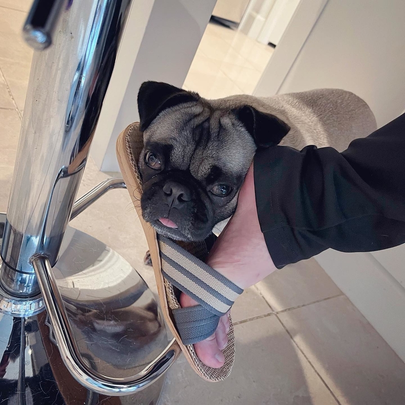 Fitting Anywhere They Can | Instagram/@mantou_kiki_pugslife