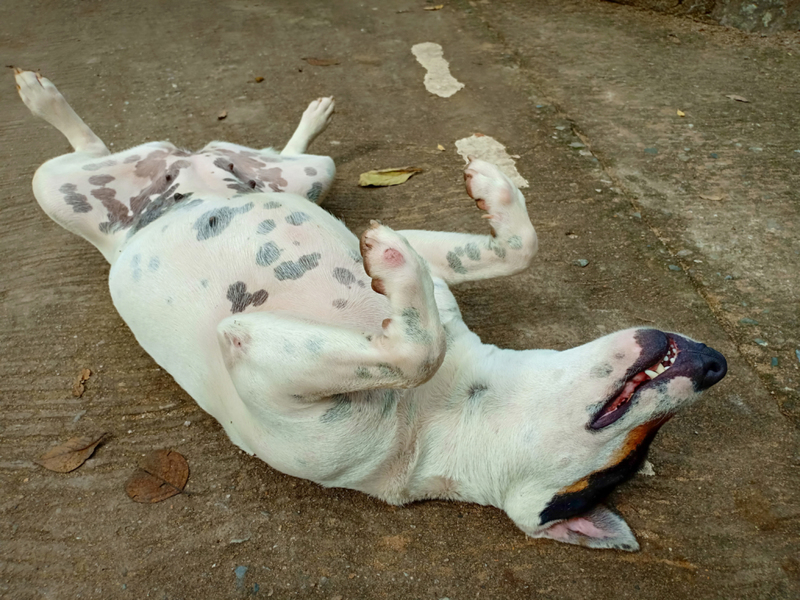 Dead Dog Pose | Shutterstock