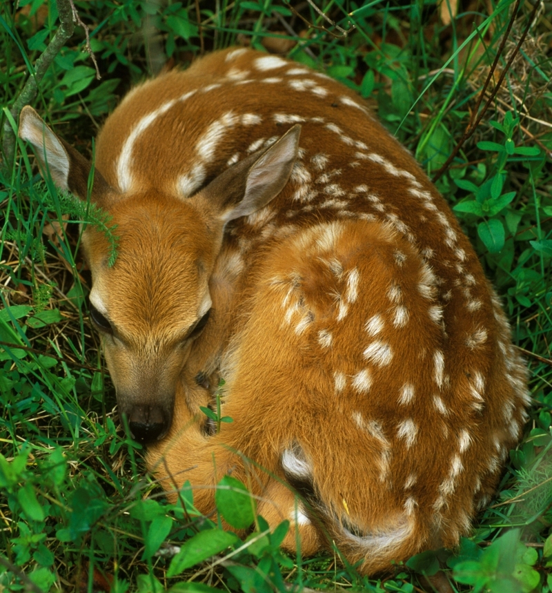 Bambi? | Alamy Stock Photo