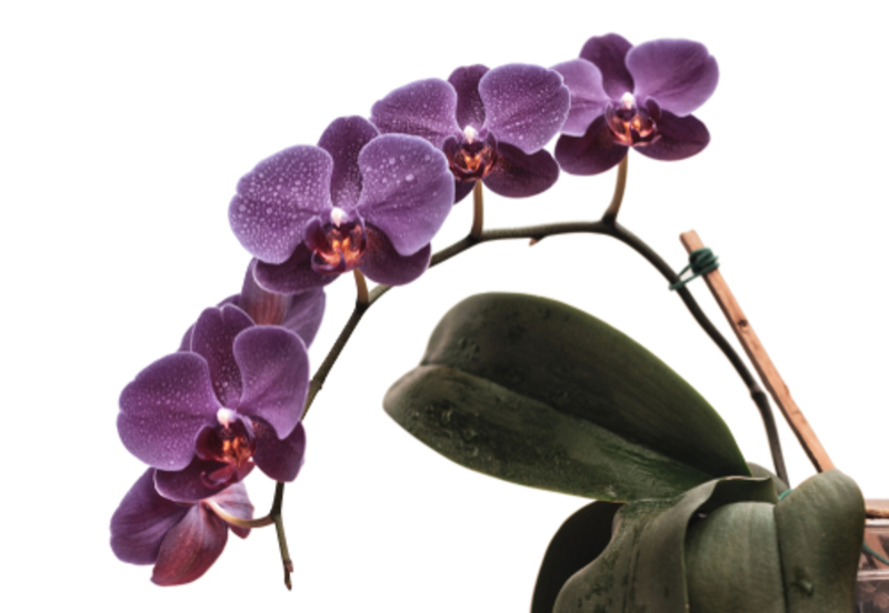 How to Grow Gorgeous Orchids | Shutterstock