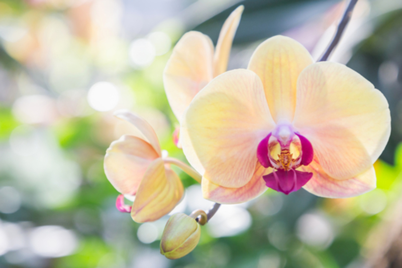 How to Grow Gorgeous Orchids | Shutterstock