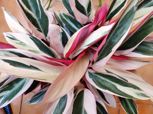 #Pinkseason: 12 Pink Plants That Will Upgrade Your Home Decor | Shutterstock Photo by GYAN PRATIM RAICHOUDHURY