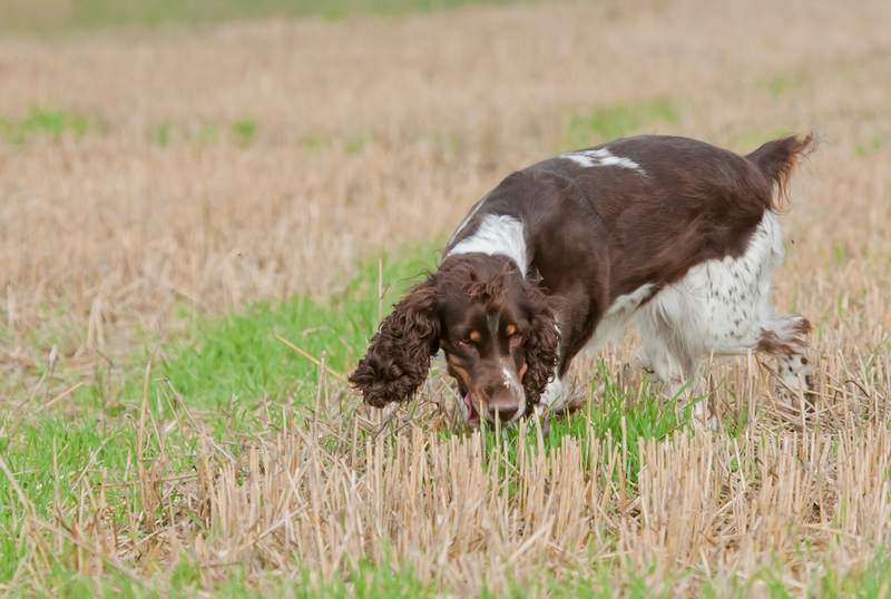 Spaniels Help Track Down England’s Leaky Pipes | Shutterstock Photo by janveber