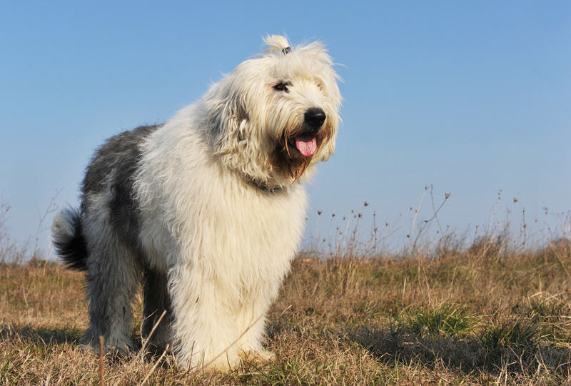 Old English Sheepdog | Shutterstock Photo by cynoclub