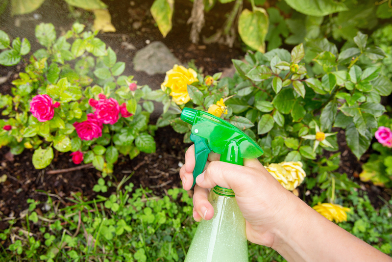 4 Easy Ways to Keep Your Garden Pest-Free | Shutterstock