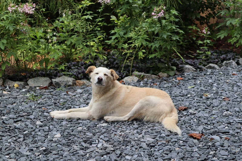 Aidi Dog | Alamy Stock Photo by Wirestock, Inc.