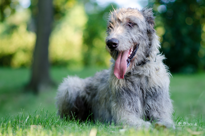 Irish Wolfhound | Jana Oudova/Shutterstock 