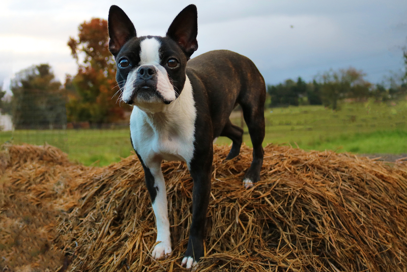 Boston Terrier | Shutterstock Photo by Hollysdogs