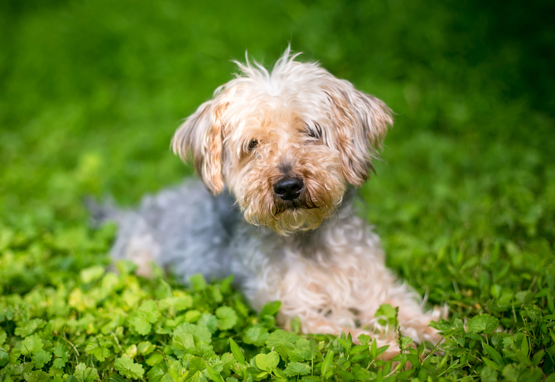 The Yorkipoo | Shutterstock Photo by Mary Swift